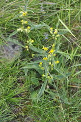 Solidago virgaurea virgaurea