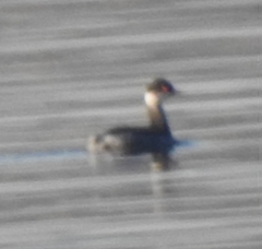 Podiceps nigricollis