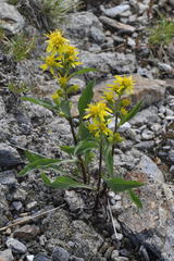 Solidago virgaurea minuta