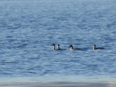 Podiceps nigricollis