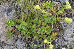 Alpinae
