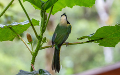 Cyanocorax yncas yncas