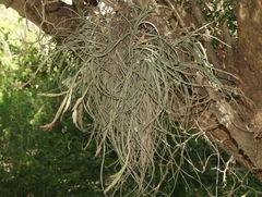 Tillandsia baileyi