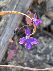Lobelia aurita