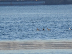 Podiceps nigricollis
