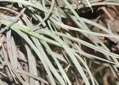 Tillandsia baileyi