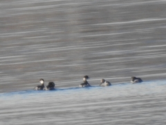 Podiceps nigricollis