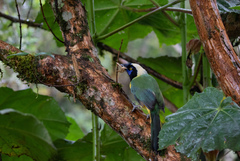 Cyanocorax yncas yncas