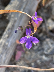 Lobelia aurita