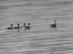 Podiceps nigricollis