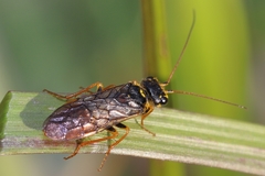 Acantholyda posticalis