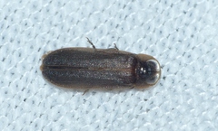 Lamprohiza mulsantii