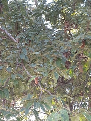 Fabaceae