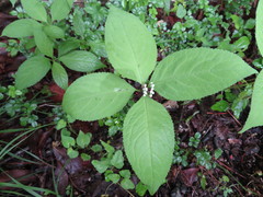 Chloranthus serratus