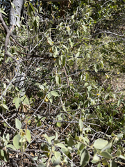 Bernardia lagunensis