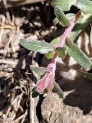 Camissoniopsis confusa