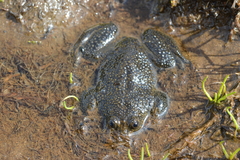 Telmatobius