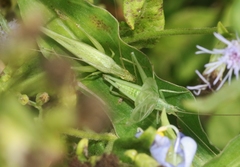 Oecanthus celerinictus