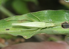 Oecanthus celerinictus