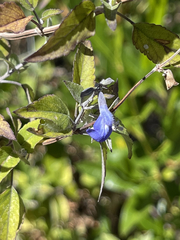 Salvia similis