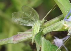 Oecanthus celerinictus