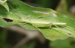 Oecanthus celerinictus