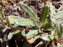 Camissoniopsis confusa