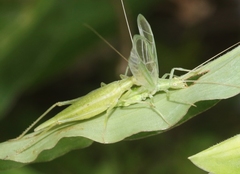 Oecanthus celerinictus