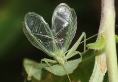 Oecanthus celerinictus