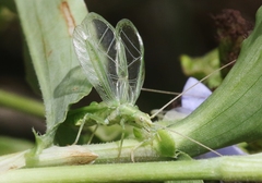 Oecanthus celerinictus