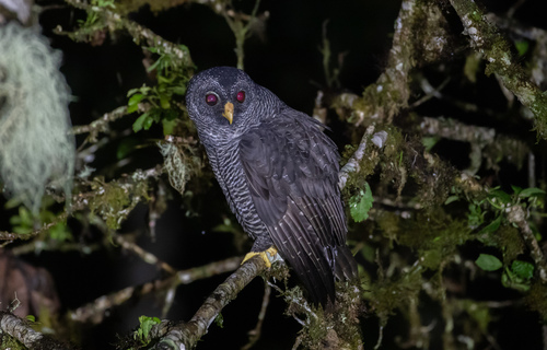 Black-banded Owl (Strix huhula), photo 5