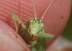 Oecanthus celerinictus