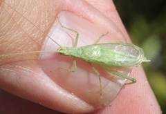 Oecanthus celerinictus