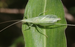 Oecanthus celerinictus