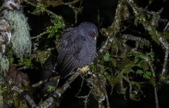 Strix huhula