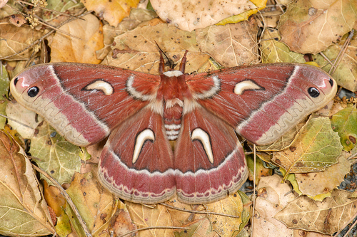 Ceanothus Silk Moth