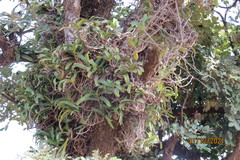 Aerides