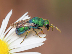 Hedychrum chalybaeum