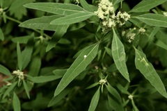 Chenopodium striatiforme