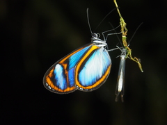 Oleria quintina