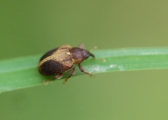 Lignyodes enucleator