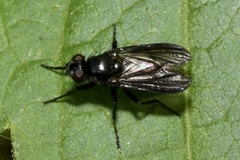 Morinia doronici