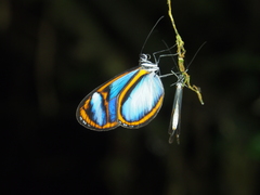 Oleria quintina