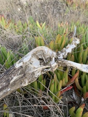 Pelecanus occidentalis