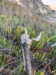 Pelecanus occidentalis