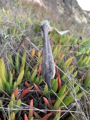 Pelecanus occidentalis