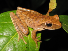 Boana raniceps