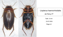 Liopterus haemorrhoidalis