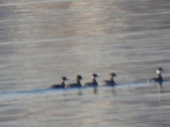 Podiceps nigricollis