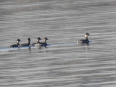 Podiceps nigricollis